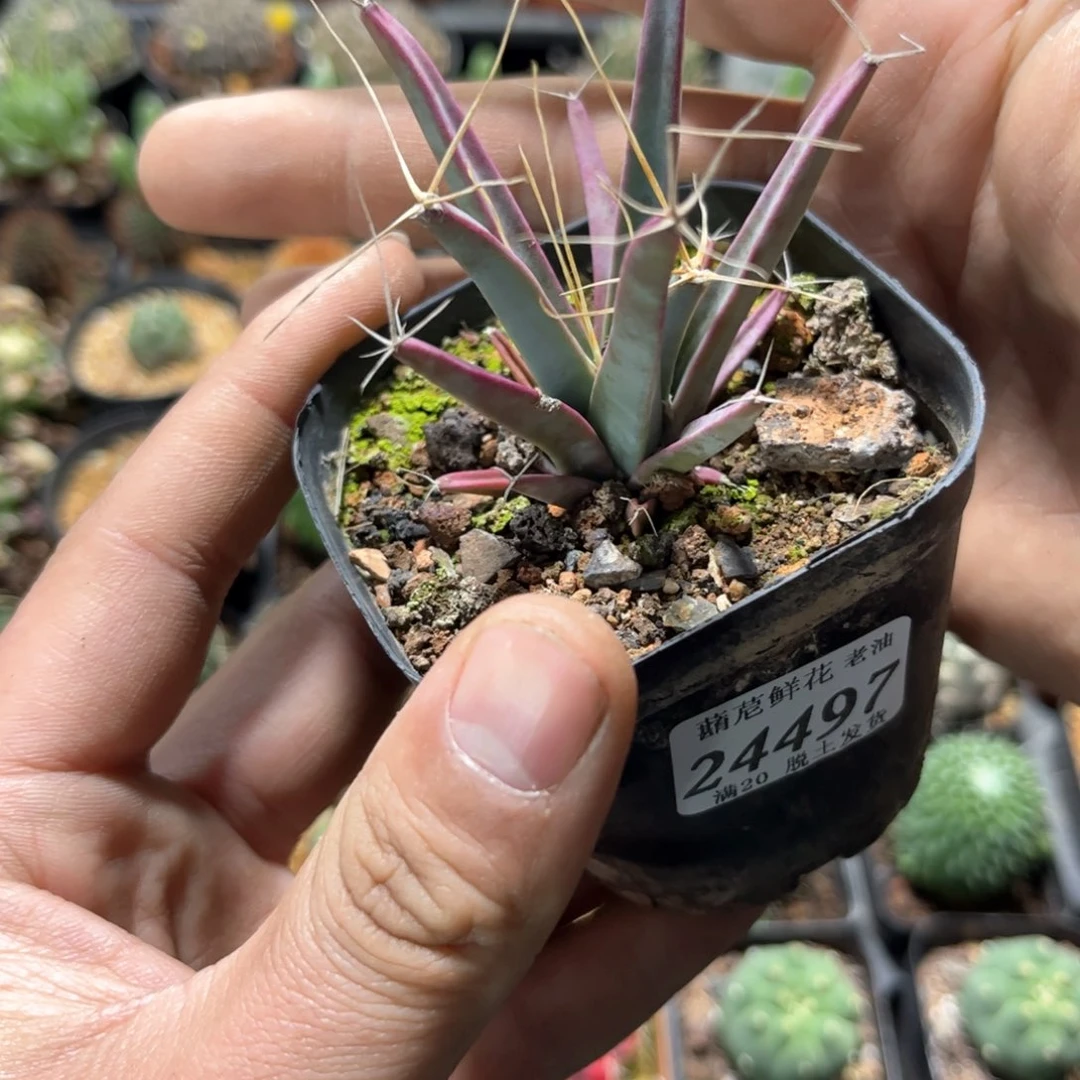 艺**来24497一物一拍单头发货