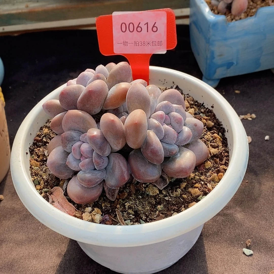 616妥善咯某去two不