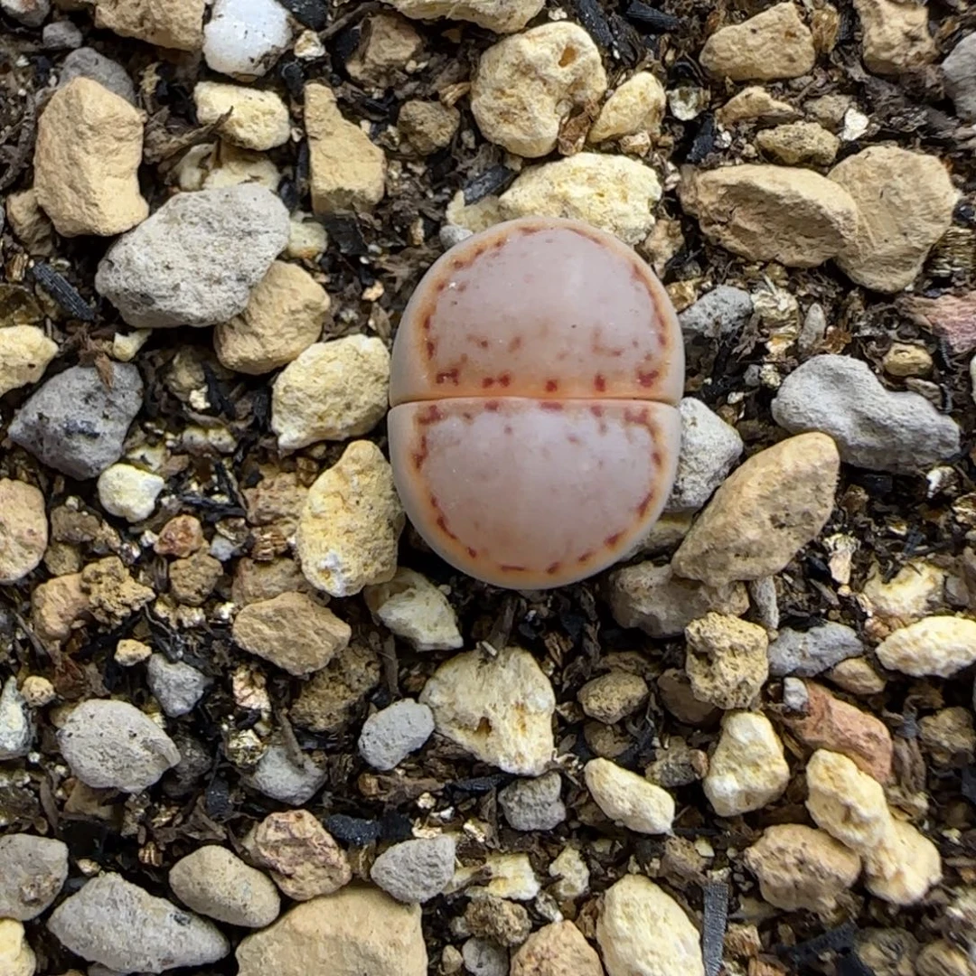 506小个子饼干清框福利30包邮