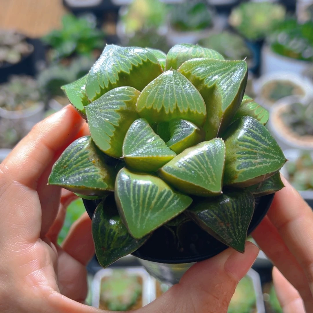 万象盆青蟹多肉多肉