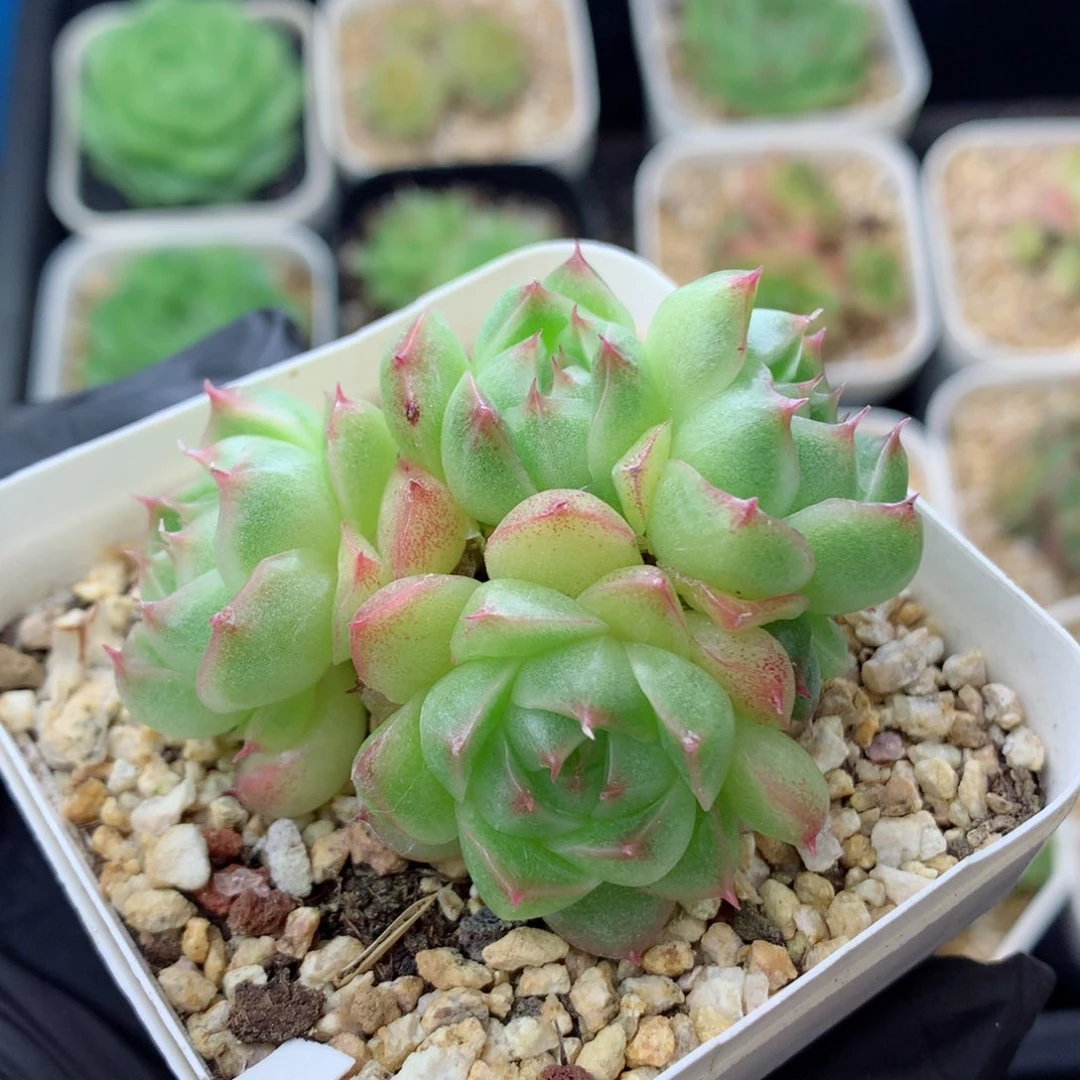 58包邮 群生不包整麦秆群93