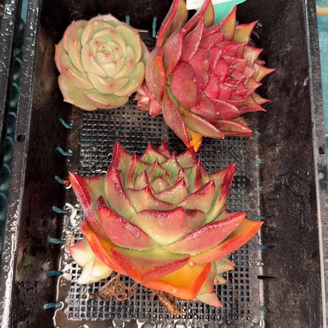 从前慢花园多肉编号1231-146