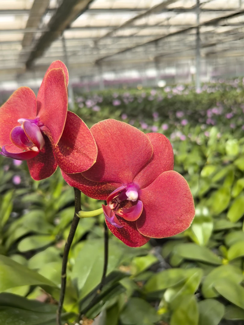 蝴蝶兰3.5寸红金桔苗1株（已来梗，叶片带斑点属于正常）