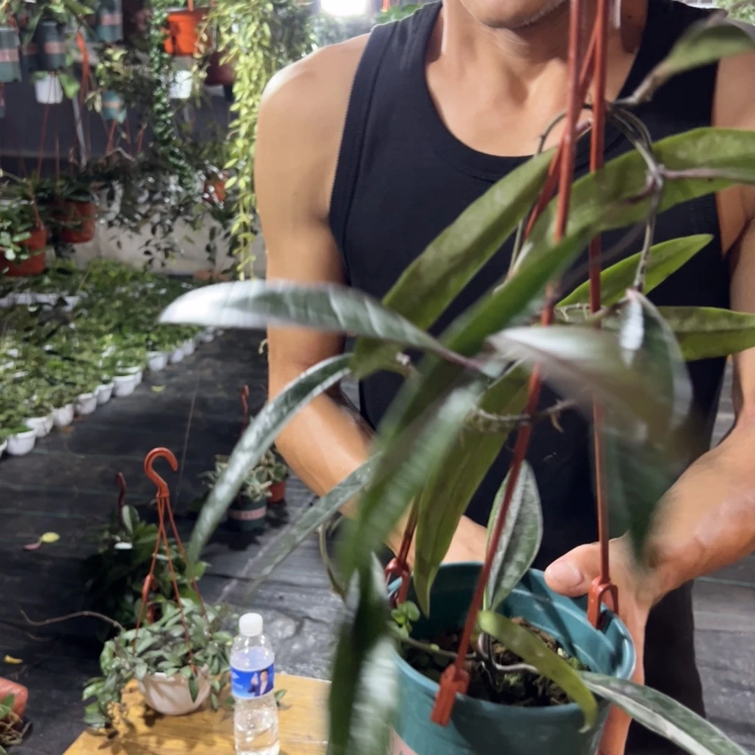 欢***豆无花朵苏拉威西球兰中苗