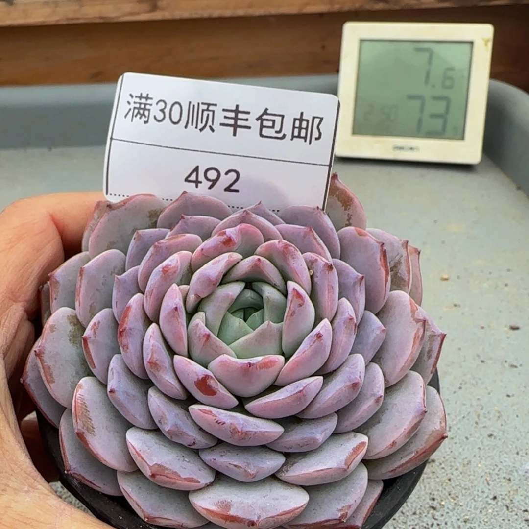 492恩宠多肉单头8cm