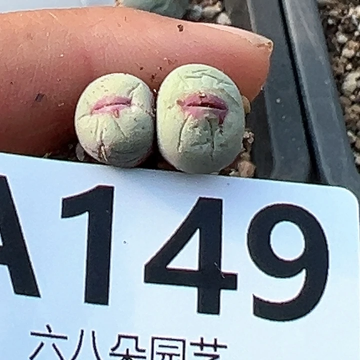 倔****子小红嘴11111111多肉