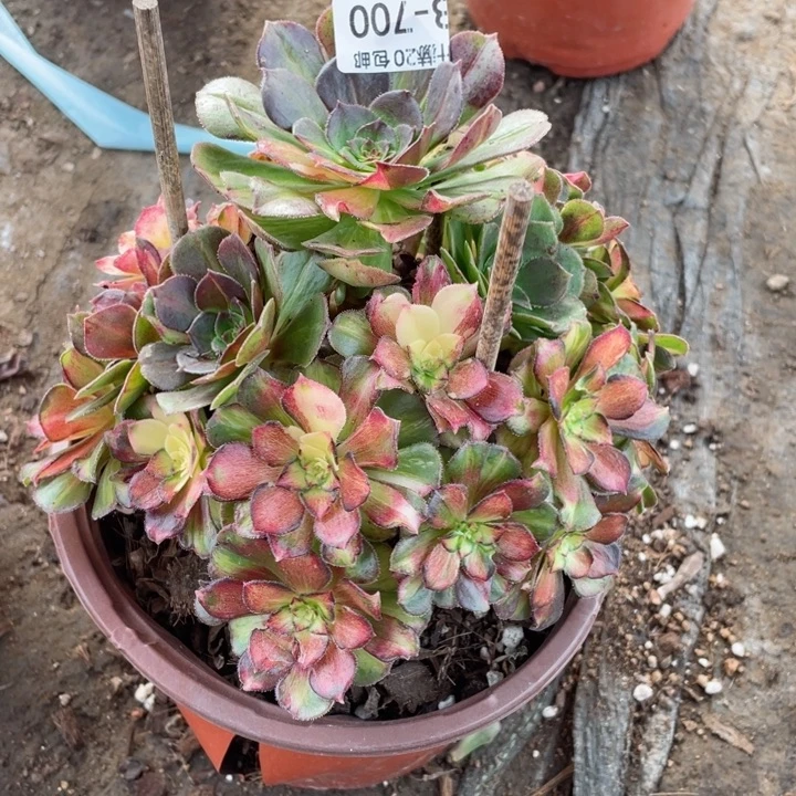 700龙鳞多肉126456789