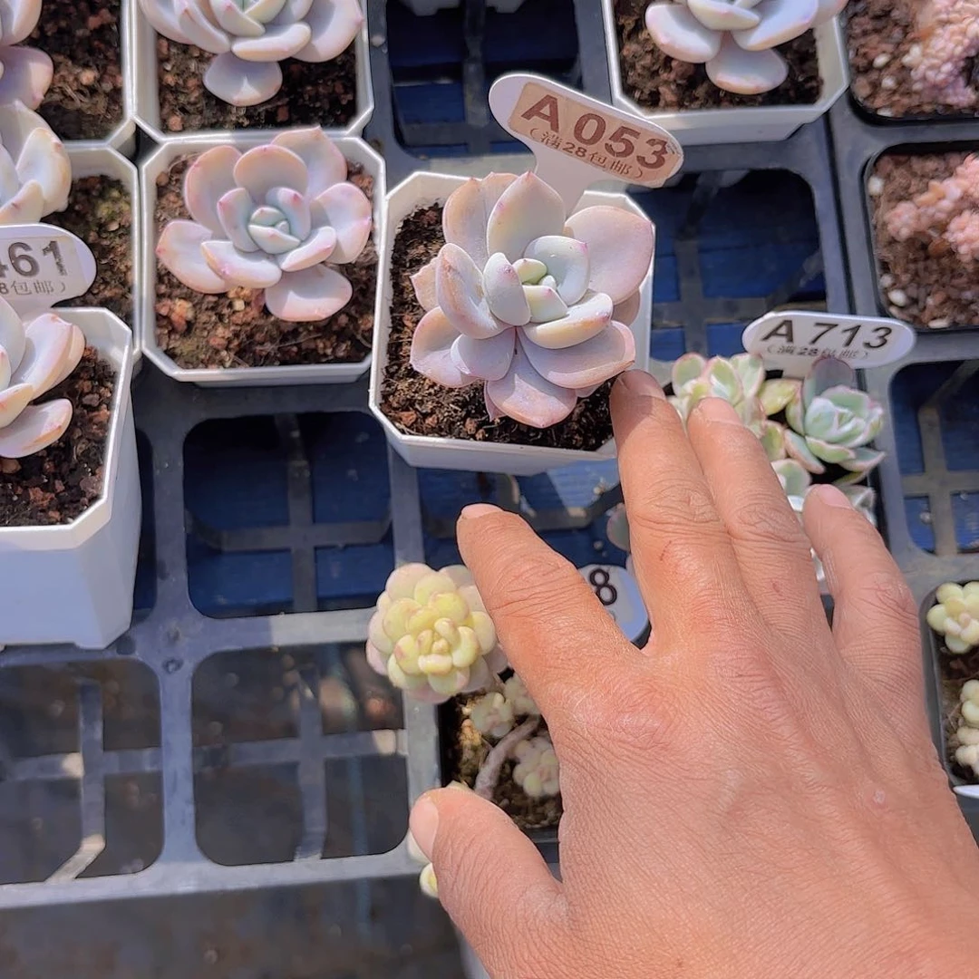 L****nA053奶茶一物一拍