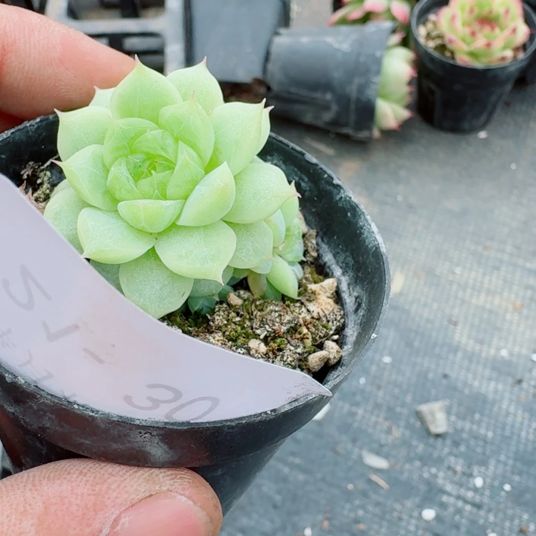 多肉杂交一物一拍21-30