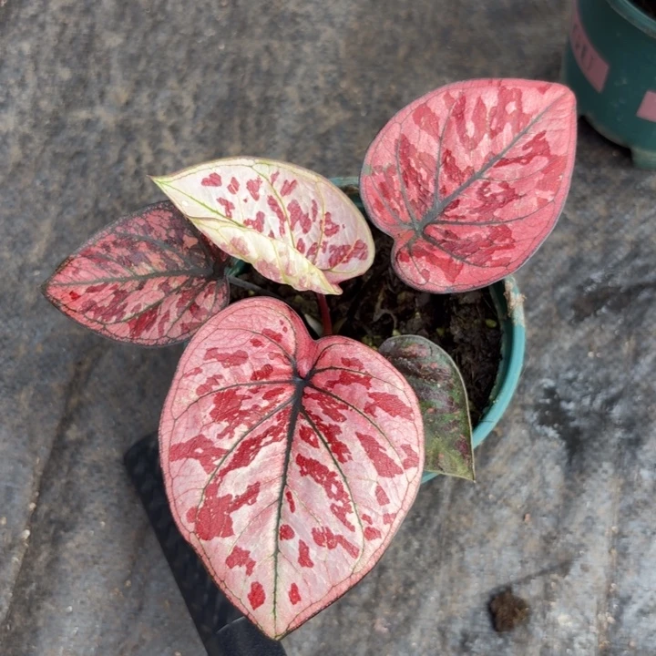 A***发完全开放泰国彩叶芋