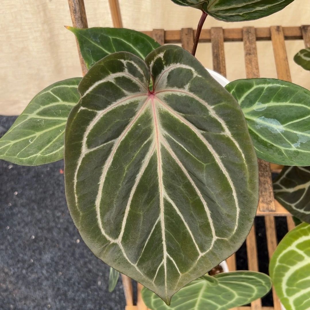 不开花植物KOSx红水晶