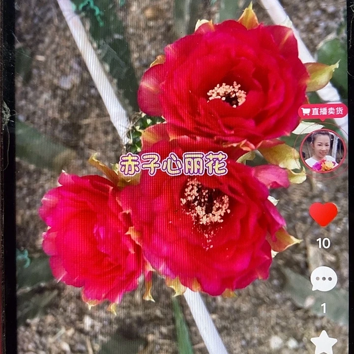 赤子心丽花侧芽4厘米