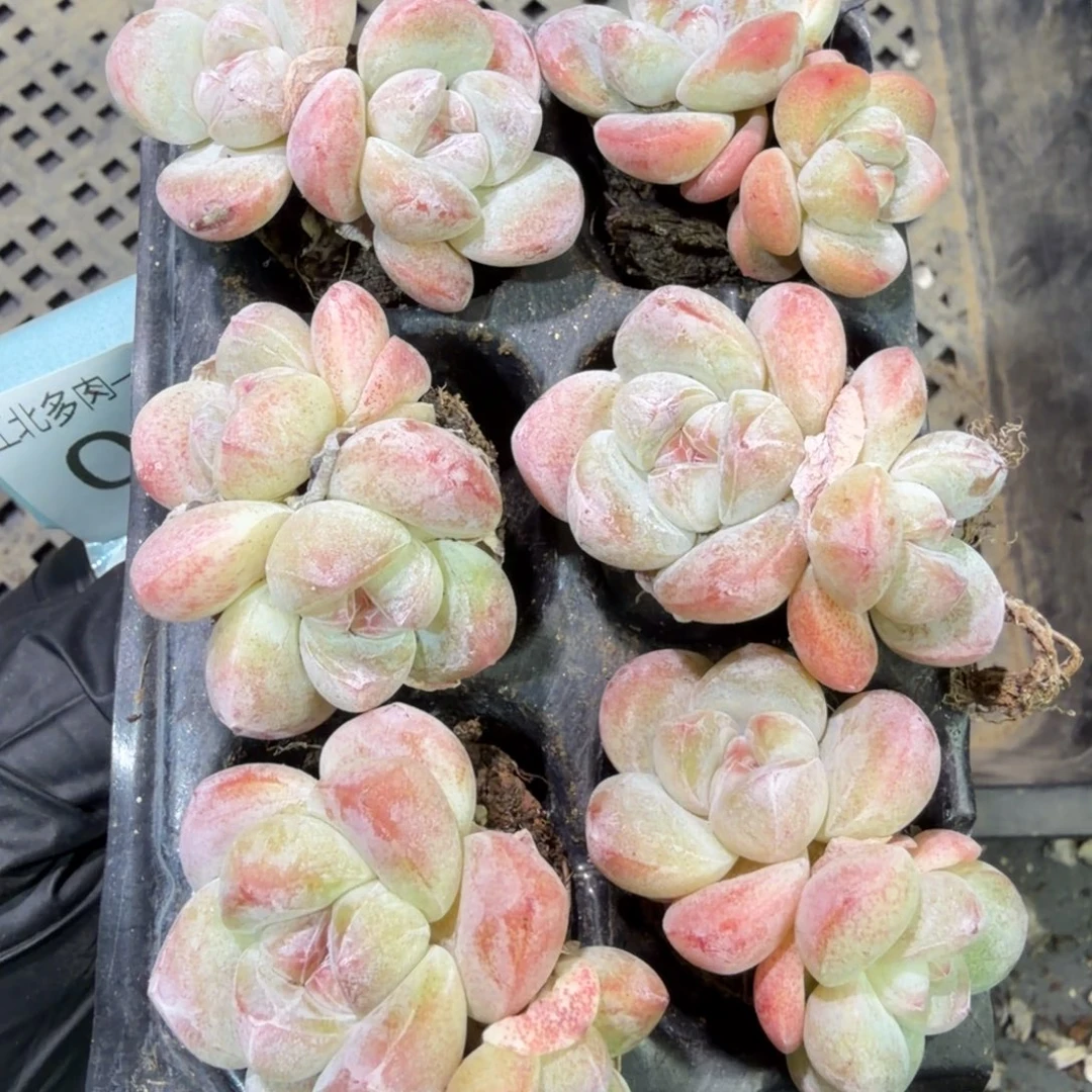 60 号到手1框江北多肉