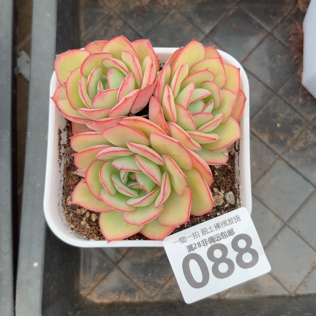 牡丹亭老桩无盆土发货