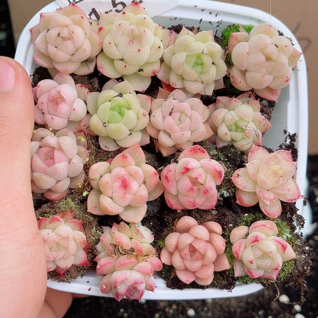 1-523 新疆西藏内蒙不发12.8包邮