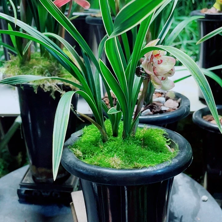 随***)完全开放一物一漂亮