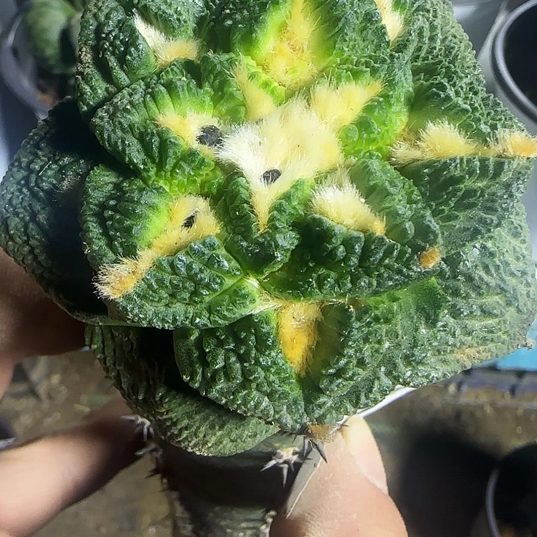 割尤龟甲228仙人球开花