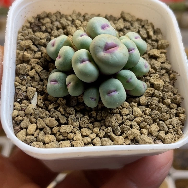 佳人园艺多肉生石花小红嘴768