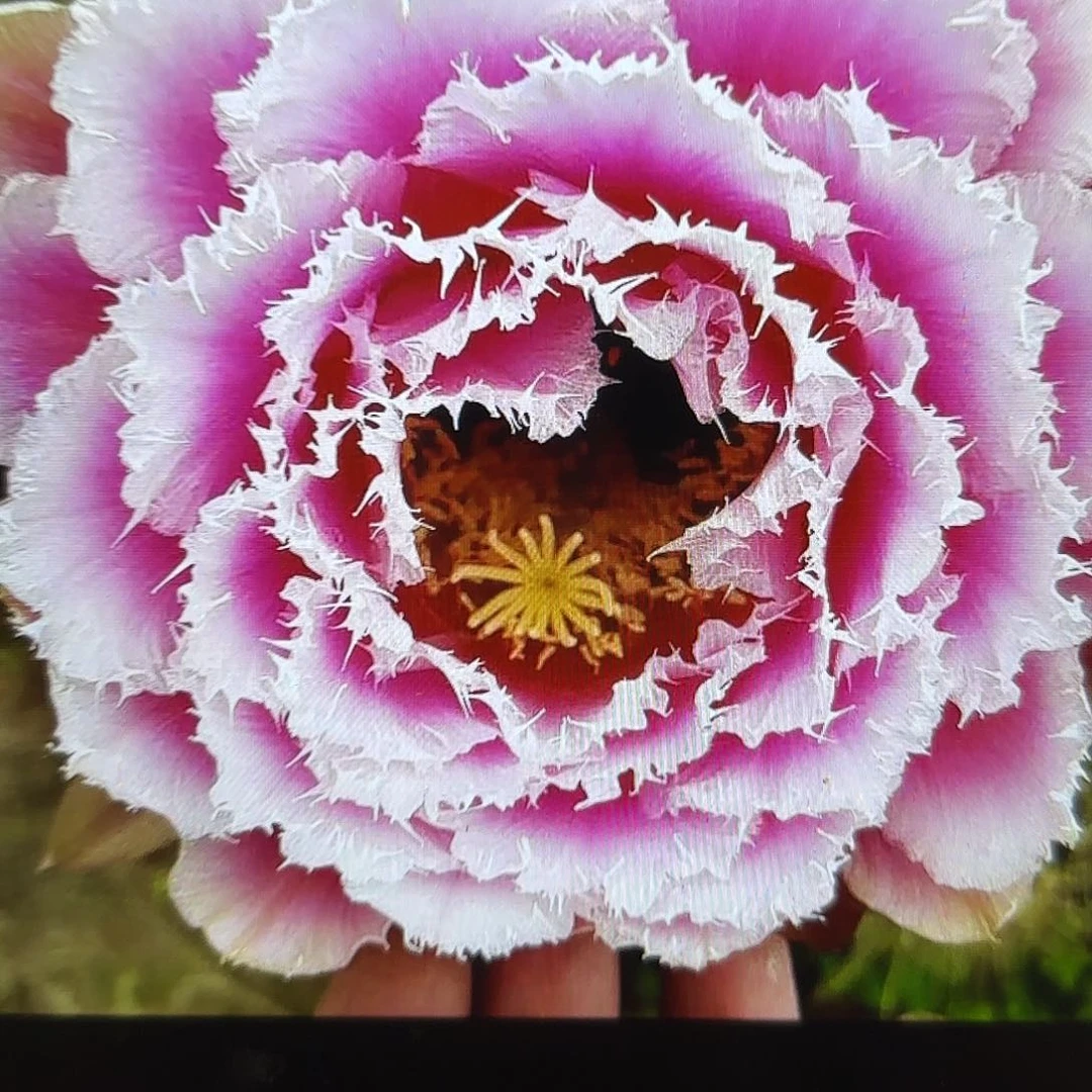 芸儿毛无根侧牙20包邮57