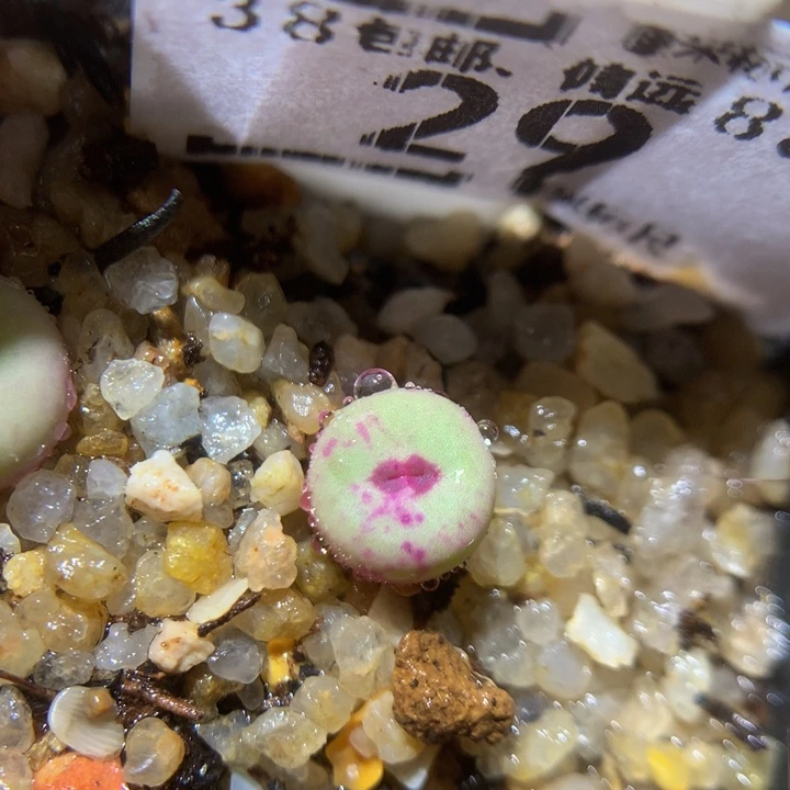 Ssss精品生石花29