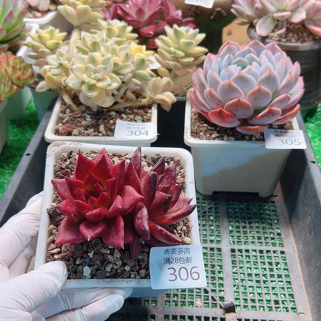 无花朵多肉一物一拍306