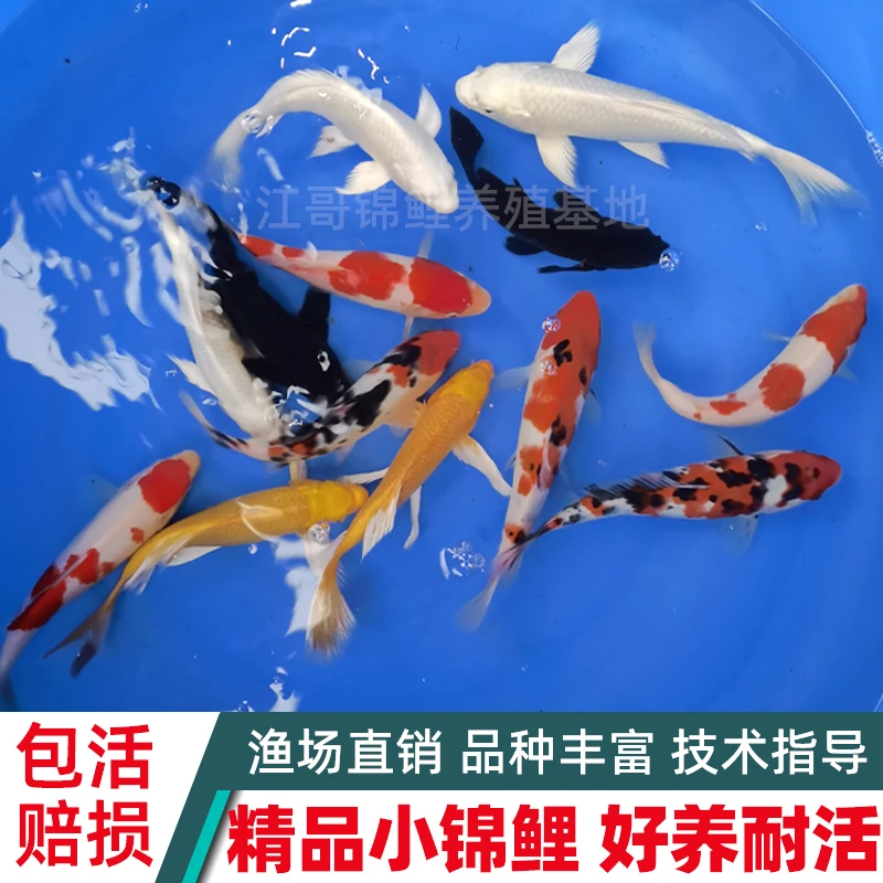 锦鲤活鱼小鱼红白三色黄金火鲤白金小型观赏鱼纯种好养冷水淡水鱼