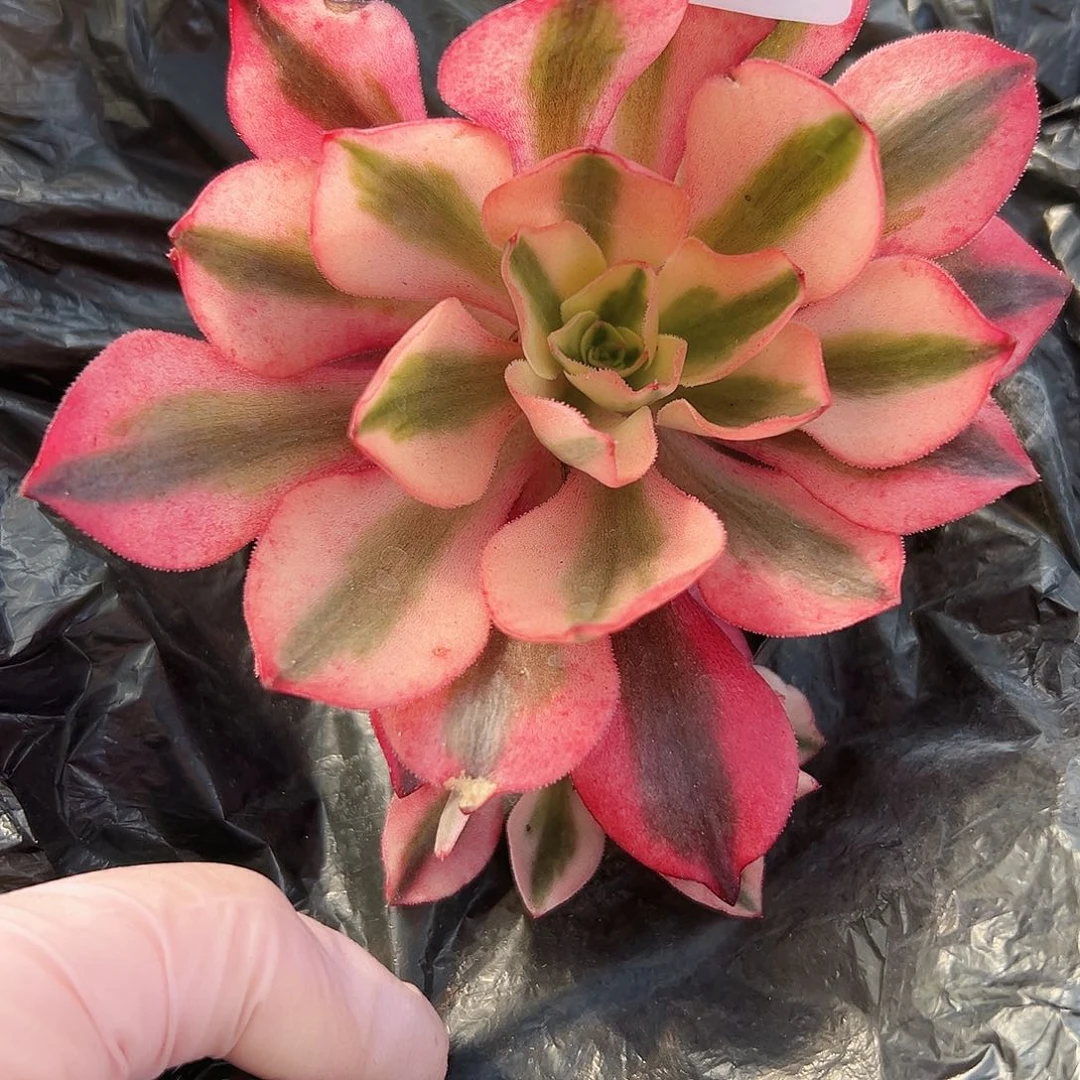 樱桃256多肉植物多肉植物