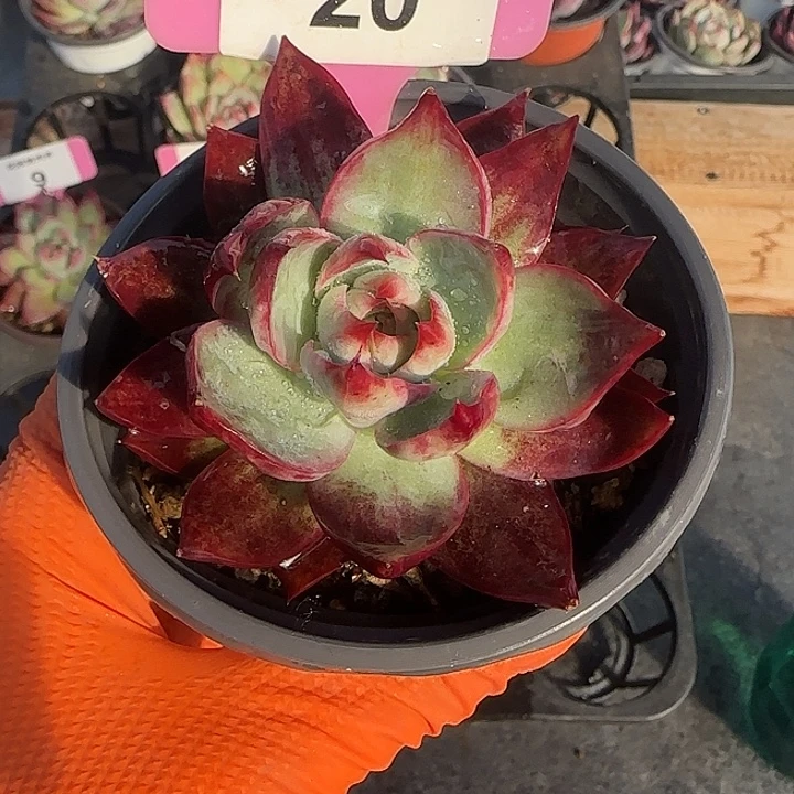 a***酱20 惊鸿仙子多肉植物6-9cm