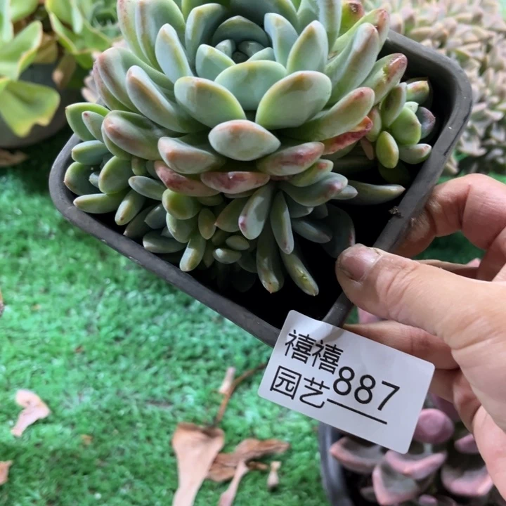887冰玉多肉植物