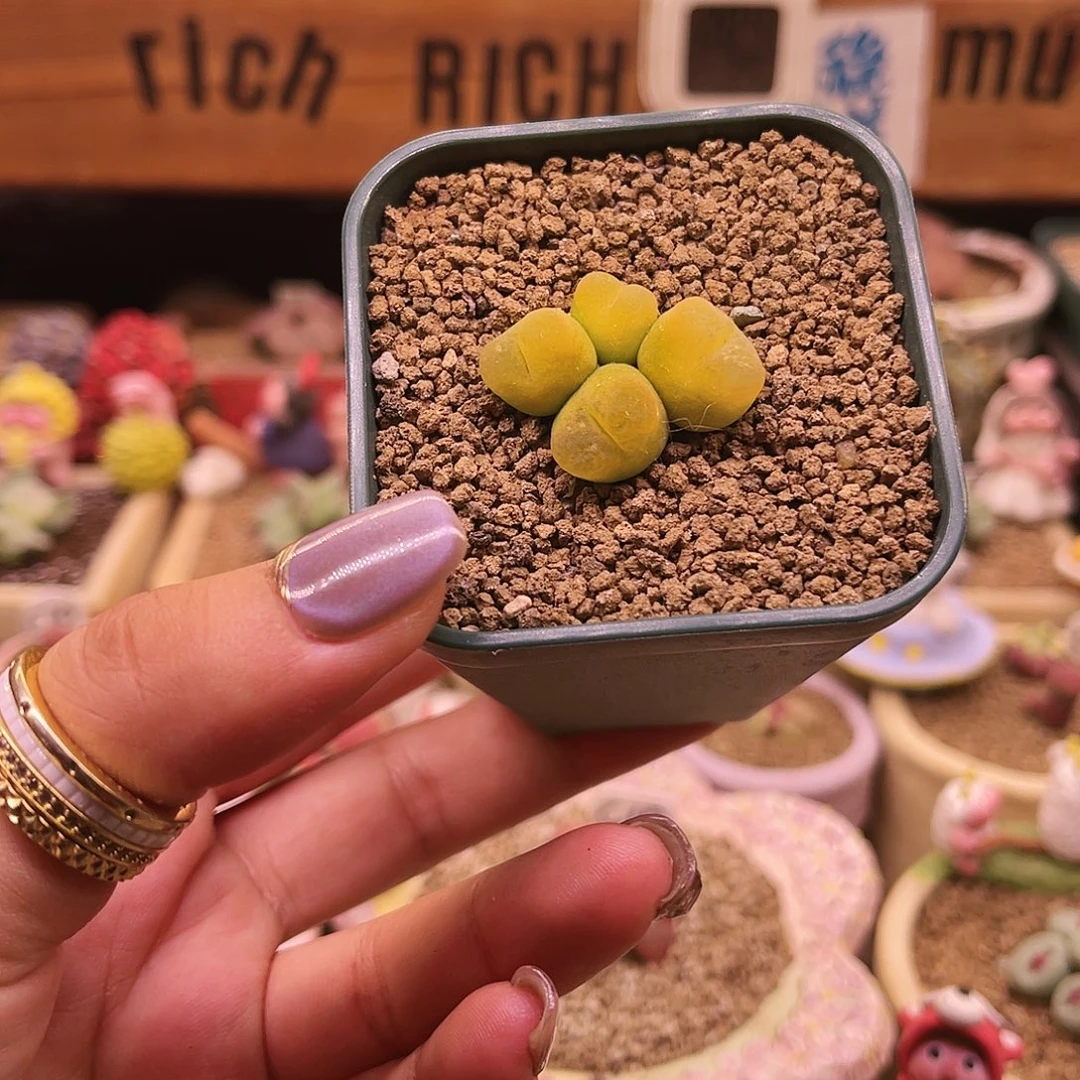 诗****四头黄蟠桃可带盆土发货