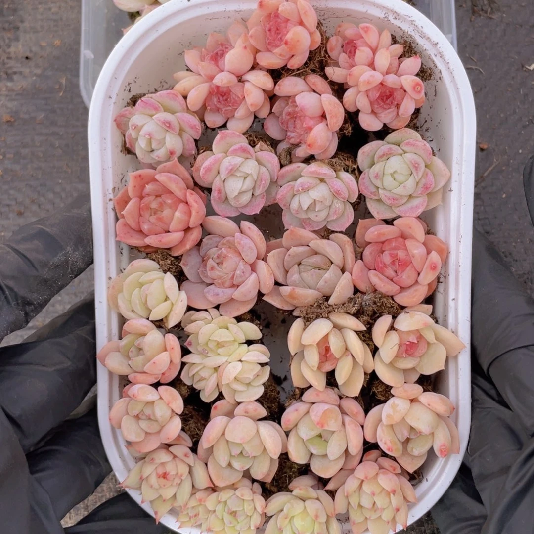 我们的生活方式是什么007