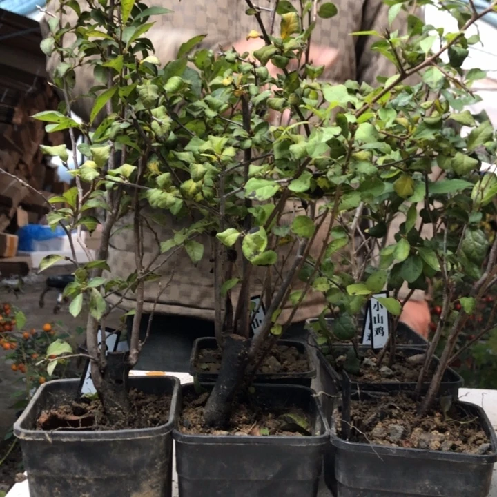 无花朵老鸭汤一个