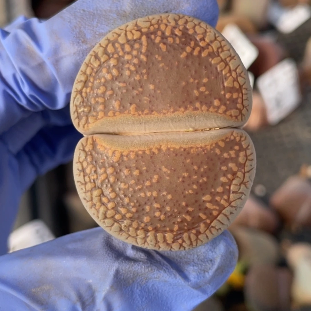 非偏远满20包邮351