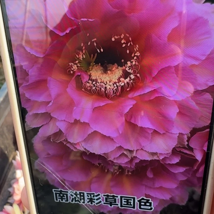 233彩草国色歪4公分左右无根侧牙，20包邮