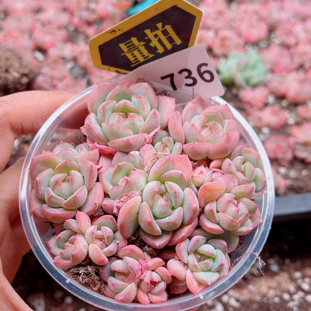 多肉植物多肉植物