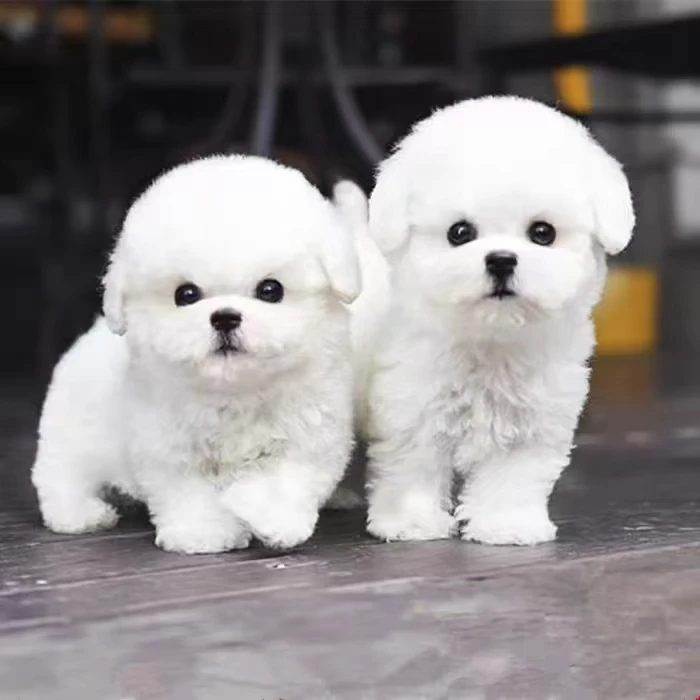 宠物相册，宠物定制相册