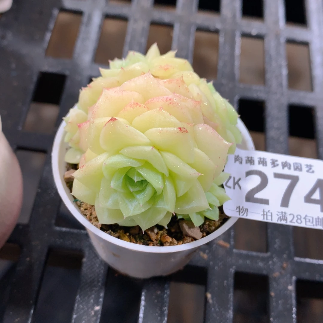 肉萌萌拇指盆精控多肉ZK274