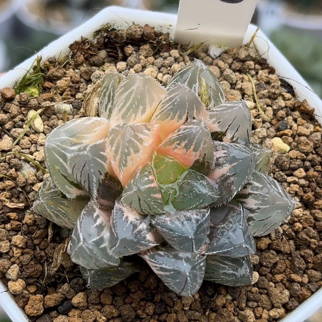 48刺线玉露锦福利专场