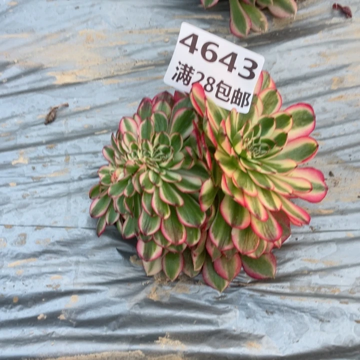 云*4643三号棚倾城缀D