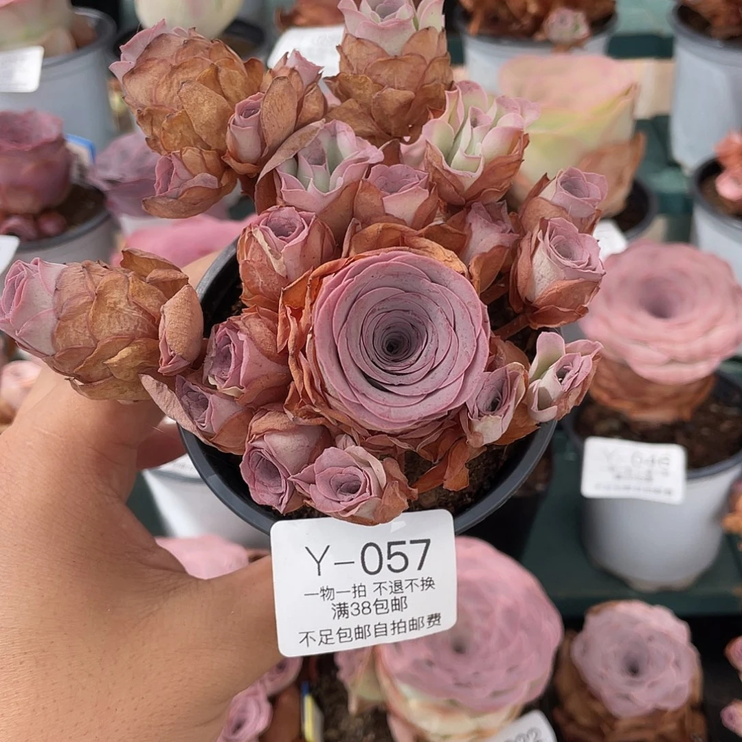 不知名福利Y-057一物一拍