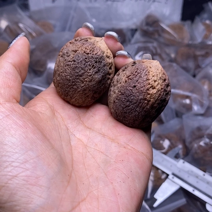 核桃云南野生铁核桃87号36mm