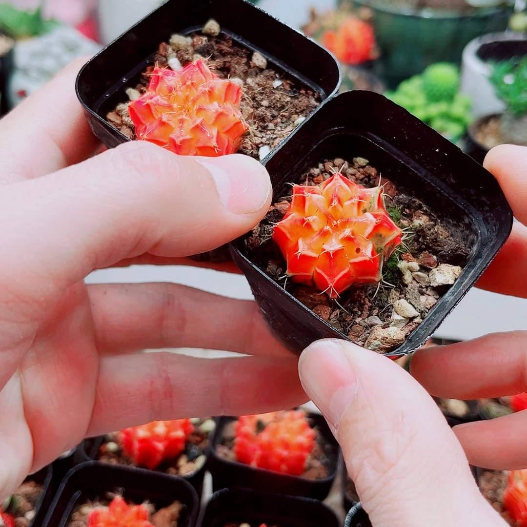 两颗牡丹锦自然锦仙人球