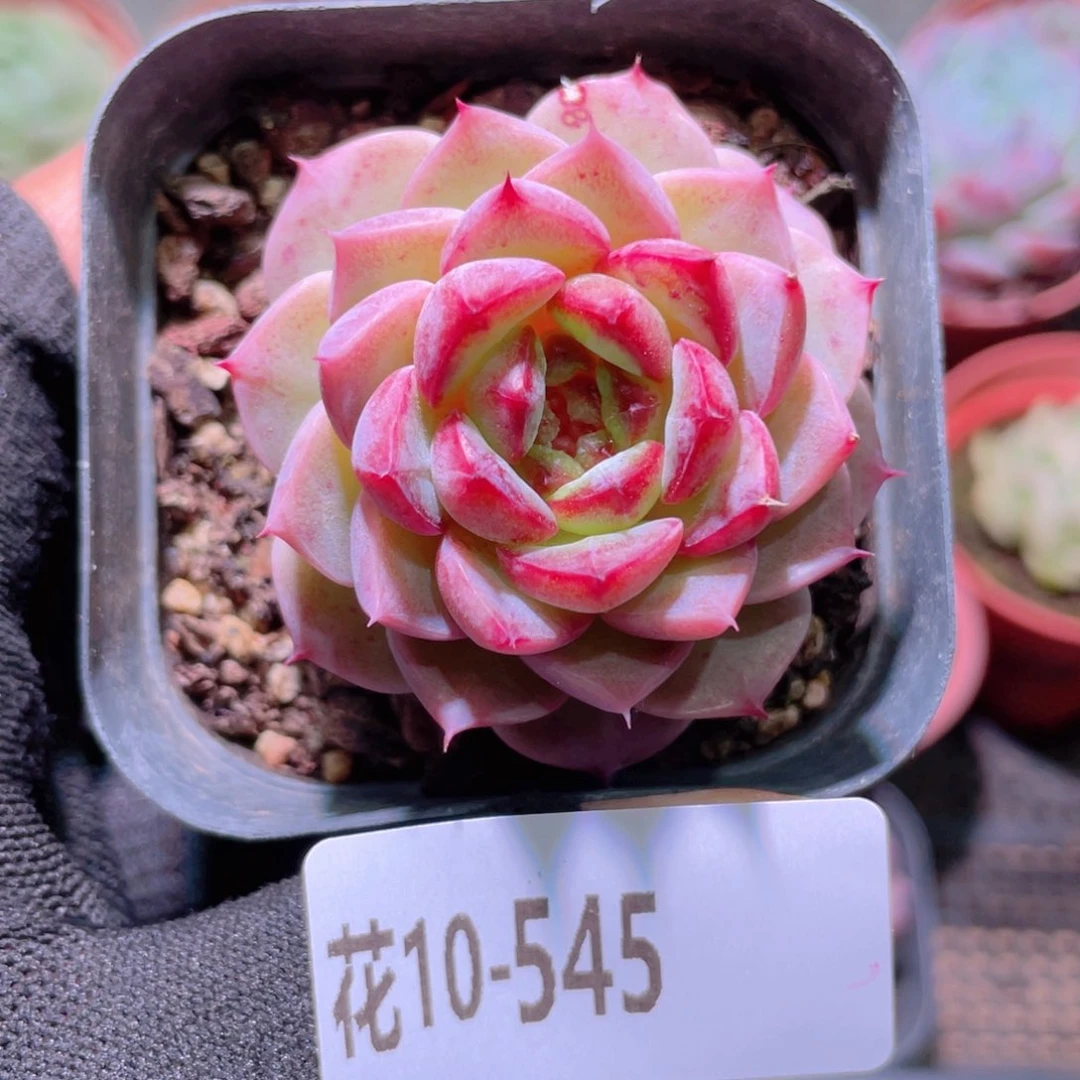 花利美10-545天鹅绒