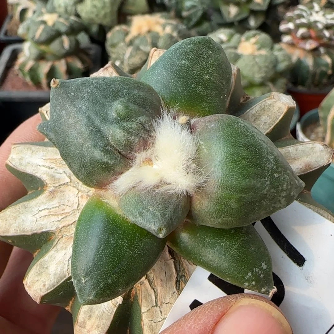 【闪购商品】血**霭纯种村主怒457