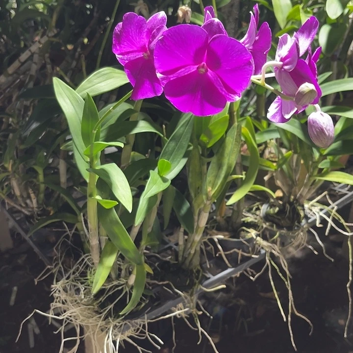 当前无花朵，栽培后可花朵红色三唇瓣315