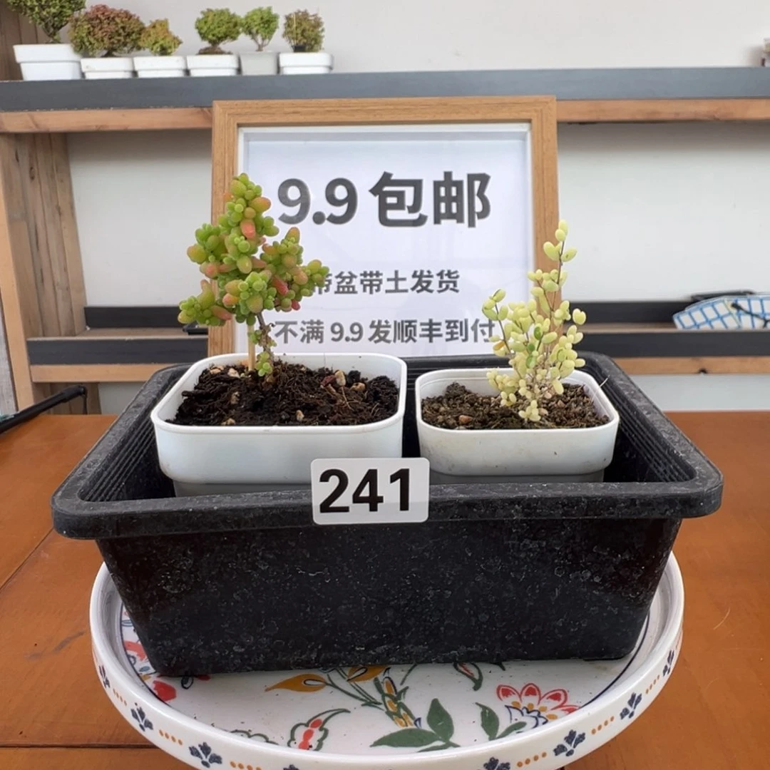 枝干番杏多肉植物241