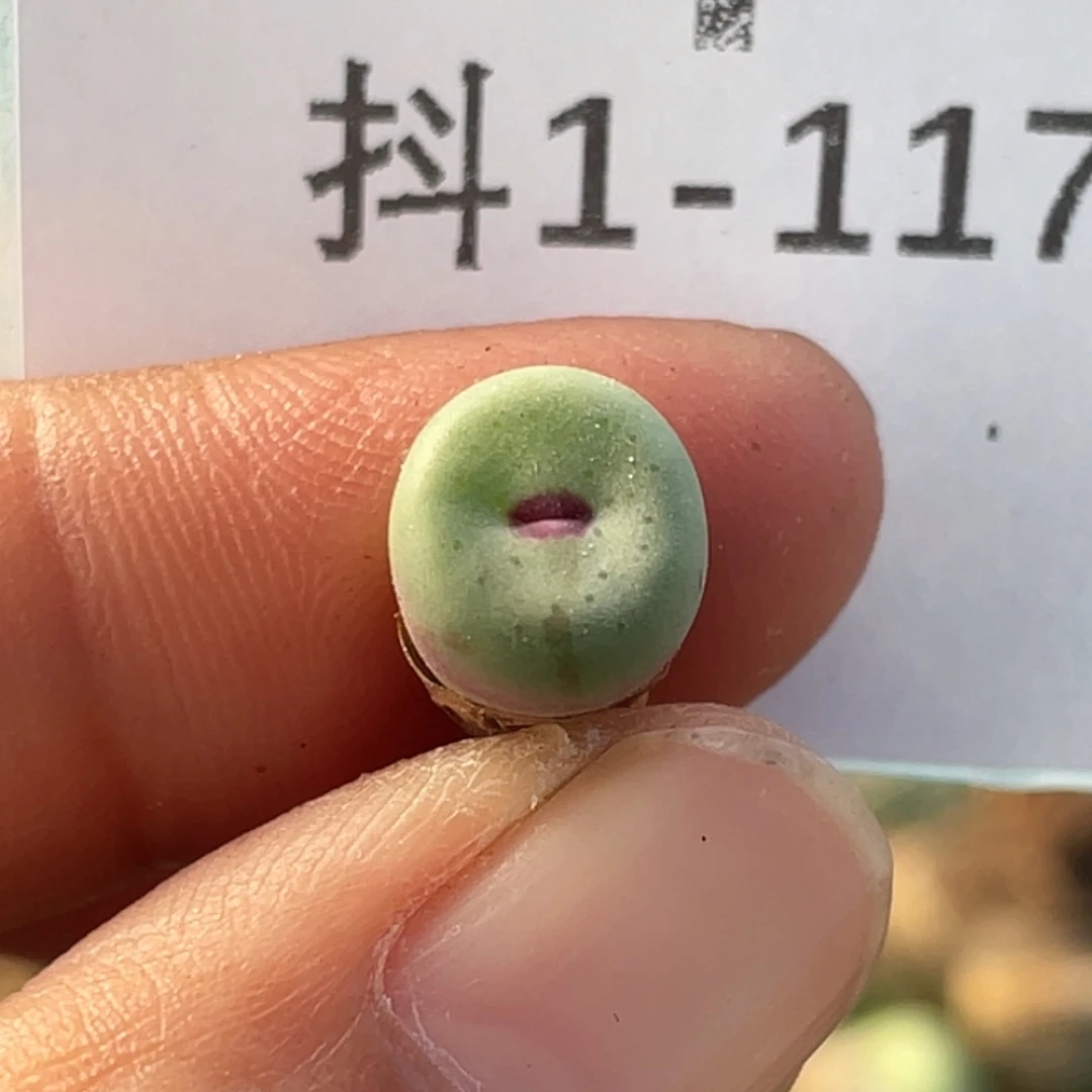 1-117嘴多肉植物肉锥