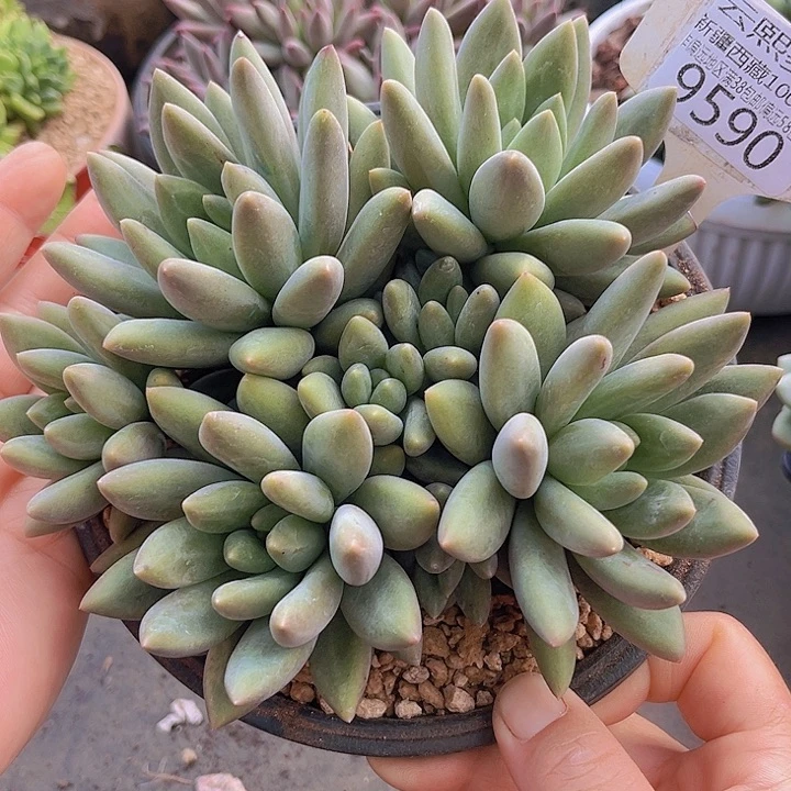 9590黄体红蜻蜓。