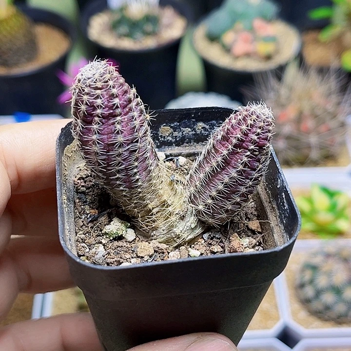 胡萝卜中间丽花一颗