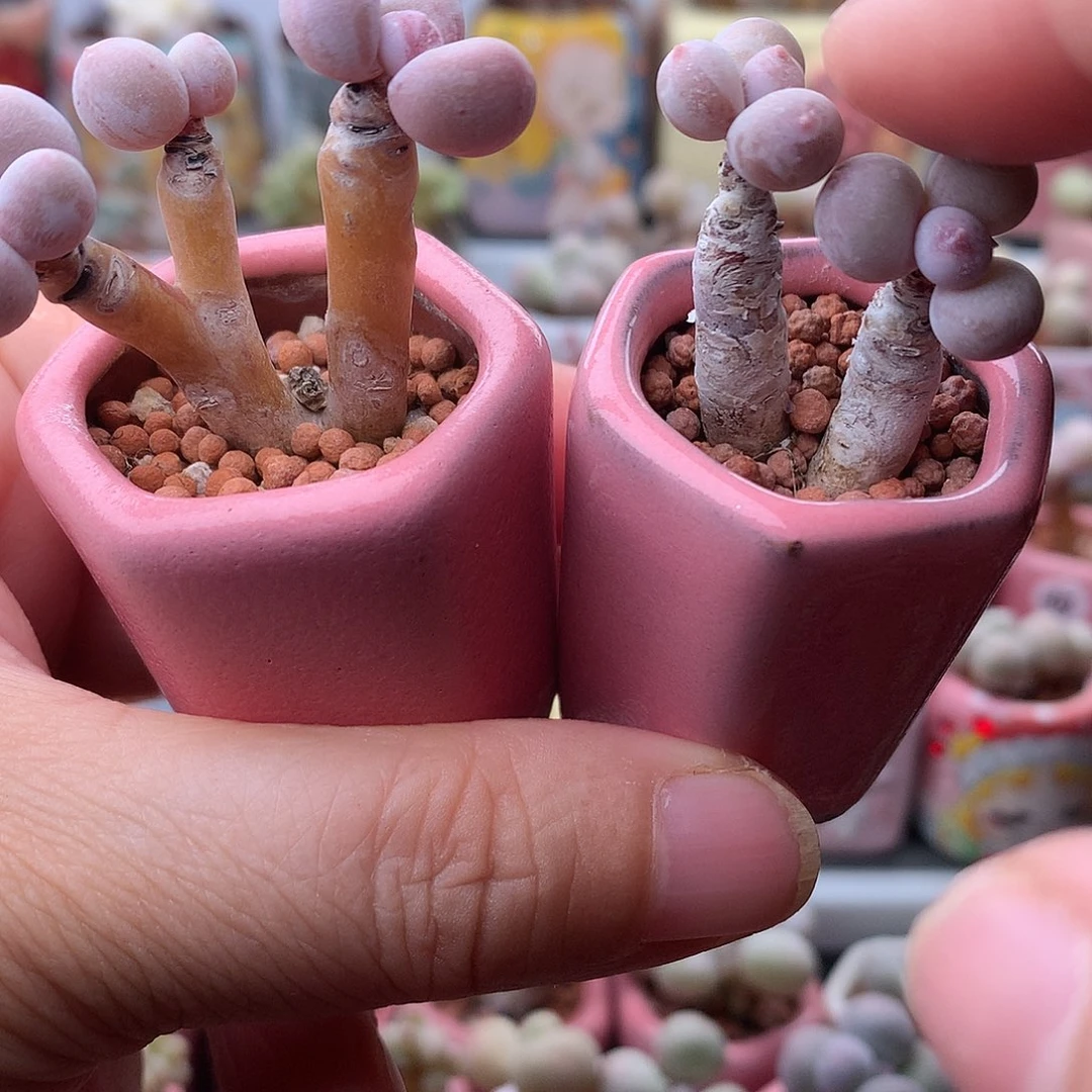 蛋黄彩虹奶酪带盆发货